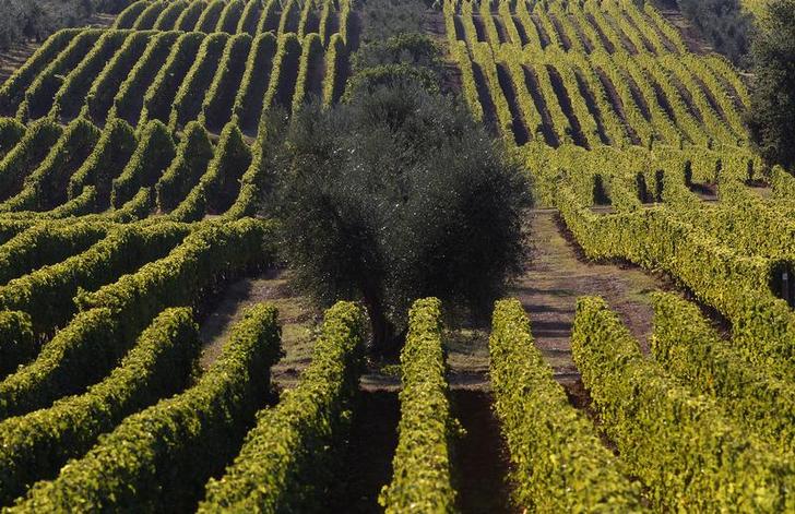 Una visione generale della vigna della tenuta Tenuta dell'Ornellaia nel villaggio di Castagneto Carducci in Toscana 21 set 2011. REUTERS/Tony Gentile