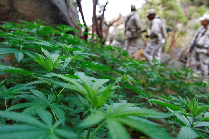 I marines messicani si preparano a distruggere una piantagione di marijuana a Sierra Juarez, Messico. 16 luglio 2018. REUTERS/Jorge Duenes