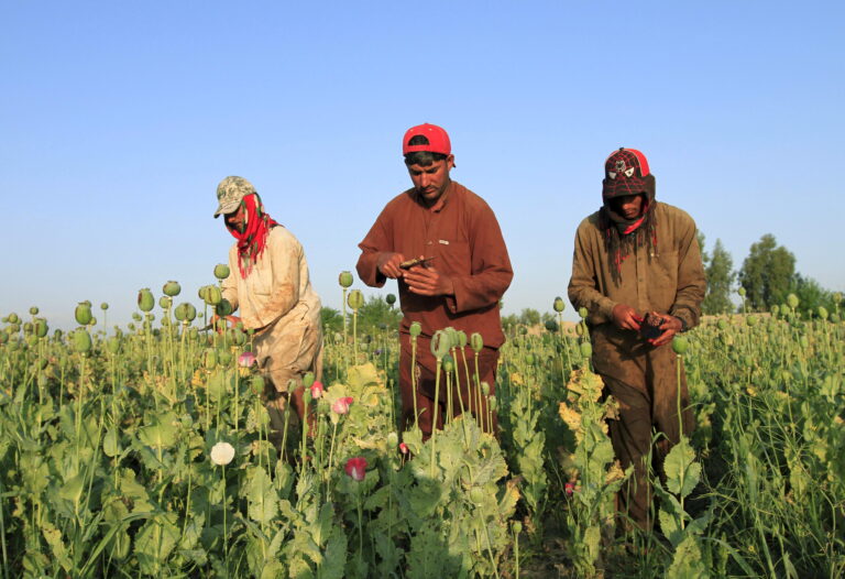 Afghanistan, cosa comporta il divieto della produzione di oppio