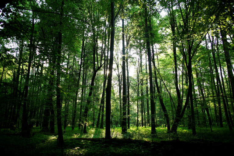 Europa Orientale: mafie, disboscamento e taglio illegale di legname